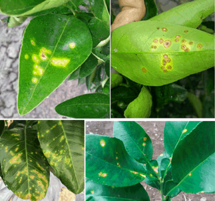 bệnh hại cây trồng: bệnh thán thư